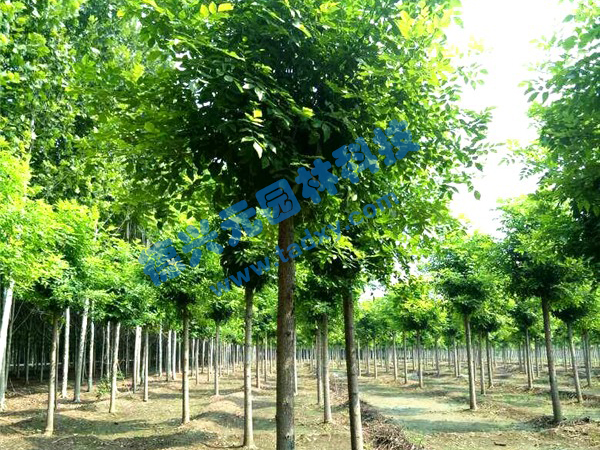 �c���鿴Ԕ����Ϣ���}����Ϟ ��x�Δ���2469