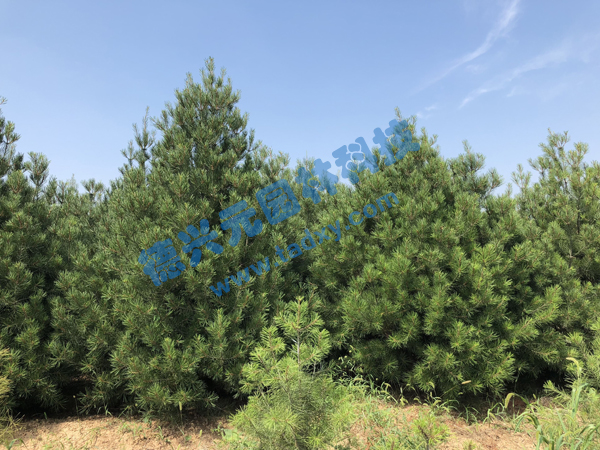 �c���鿴Ԕ����Ϣ���}����Ƥ�� ��x�Δ���2335