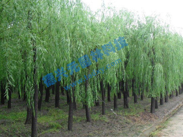 �c���鿴Ԕ����Ϣ���}������ ��x�Δ���2461