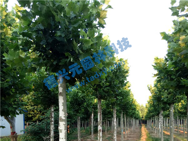 �c���鿴Ԕ����Ϣ���}����ͩ ��x�Δ���2471