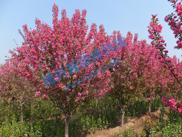 �c���鿴Ԕ����Ϣ���}������ ��x�Δ���2520