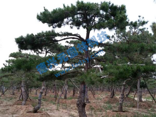 �c���鿴Ԕ����Ϣ���}������ ��x�Δ���2531