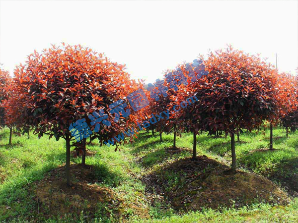 �c���鿴Ԕ����Ϣ���}���t�~ʯ骘� ��x�Δ���2782