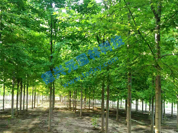 �c���鿴Ԕ����Ϣ���}�������t�� ��x�Δ���2117