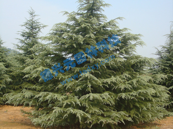 �c���鿴Ԕ����Ϣ���}��ѩ�� ��x�Δ���2002