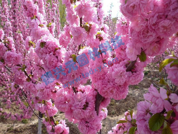 �c���鿴Ԕ����Ϣ���}���ѻ� ��x�Δ���2058